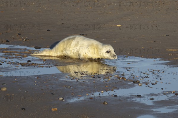 Atlantic grey seal (Halichoerus grypus) juvenile baby pup animal on a seaside beach in winter,