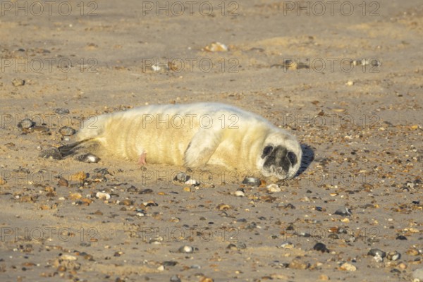 Atlantic grey seal (Halichoerus grypus) juvenile baby pup animal laying on a seaside beach in