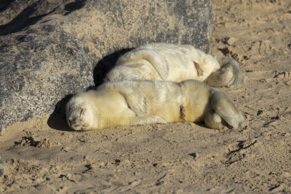 Atlantic grey seal (Halichoerus grypus) two juvenile baby pup animals sleeping on a beach in