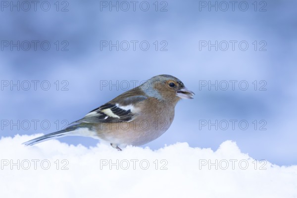 Eurasian chaffinch (Fringilla coelebs) adult male bird in a snow covered garden in winter, England,