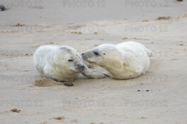 Atlantic grey seal (Halichoerus grypus) two juvenile baby pup animals on a beach, England, United