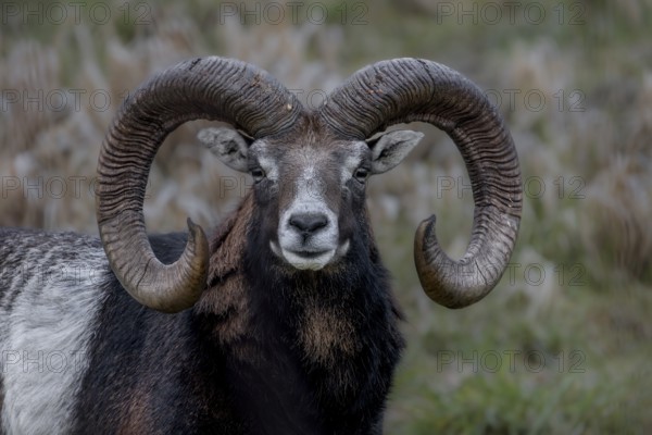 Portrait of the mouflon ram (Ovis gmelini), Germany