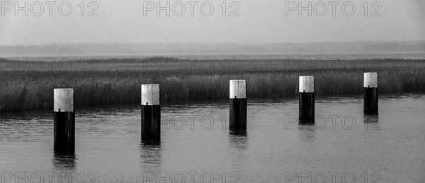 Lagoon landscape at the Meinigenbrücke near Zingst, black and white photo, panorama,