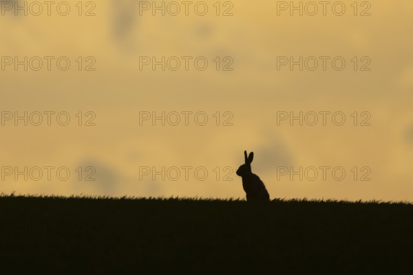 European brown hare (Lepus europaeus) silhouette of an adult animal on a ridge in a farmland cereal