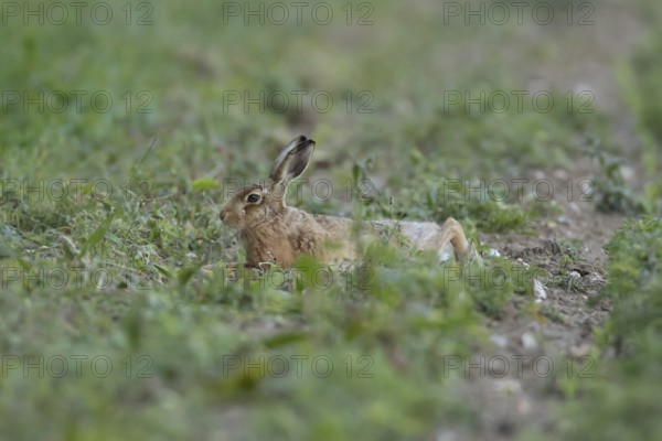 European brown hare (Lepus europaeus) adult animal laying down in a farmland field in summer,