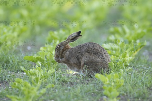 European brown hare (Lepus europaeus) adult animal washing its face in a sugar beet crop farmland