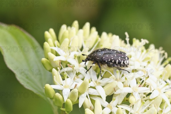 Weeping rose beetle (Oxythyrea funesta), on flowers of Common Dogwood, (Cornus sanguinea), other