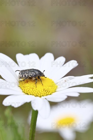 Weeping rose beetle (Oxythyrea funesta), on meadow daisy (Leucanthemum vulgare), other animals,
