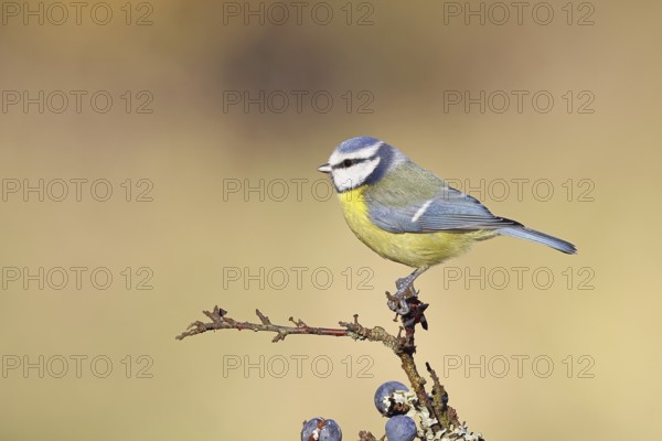 Blue tit (Parus caeruleus), sitting on a branch in a blackthorn bush, (Prunus spinosa), sloes, with