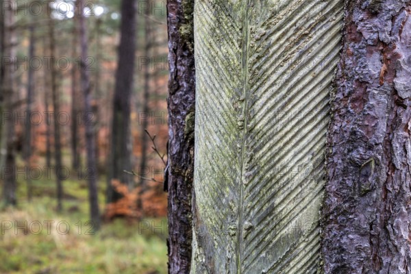 Pine tree (Pinus) with cut-in resin conductive chips, resin extraction until 1990, Darßwald, Darß,