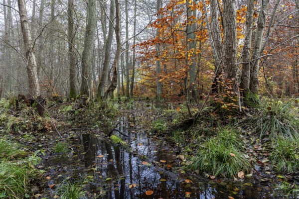 Moorland in the pristine Darßwald, autumn colors, Darß, Fischland-Darß-Zingst, Western Pomerania