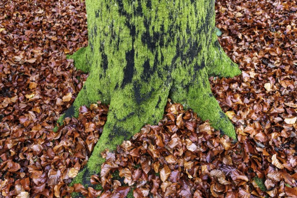 Moss-covered tree trunk in autumn forest, Darßwald, Fischland-Darß-Zingst, Western Pomerania Lagoon