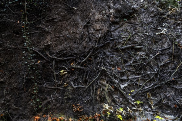 Roots of a fallen tree, Darßwald, Darß, Fischland-Darß-Zingst, Western Pomerania Lagoon Area
