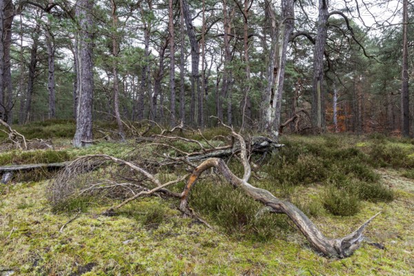 Pines (Pinus), pine forest, tree trunks, Darßwald, Fischland-Darß-Zingst, National Park