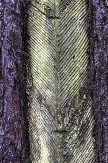 Pine tree (Pinus) with cut-in resin conductive chips, resin extraction until 1990, Darßwald, Darß,