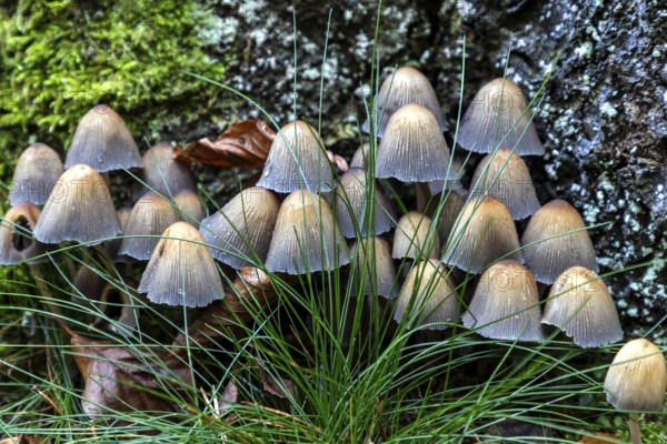 Mushroom, mica tintling (Coprinellus micaceus), Darßwald, Darß, Fischland-Darß-Zingst,