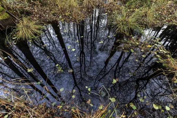 Moorland in the pristine Darßwald, trees are reflected in moor water, Darß, Fischland-Darß-Zingst,