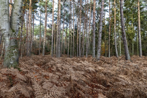 Autumn forest, forest floor covered with brown fern, Darß, Fischland-Darß-Zingst, Western Pomerania