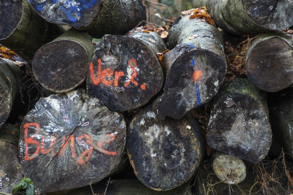 Felled tree trunks lie on the side of the road, marked with paint, Darßwald, Fischland-Darß-Zingst,