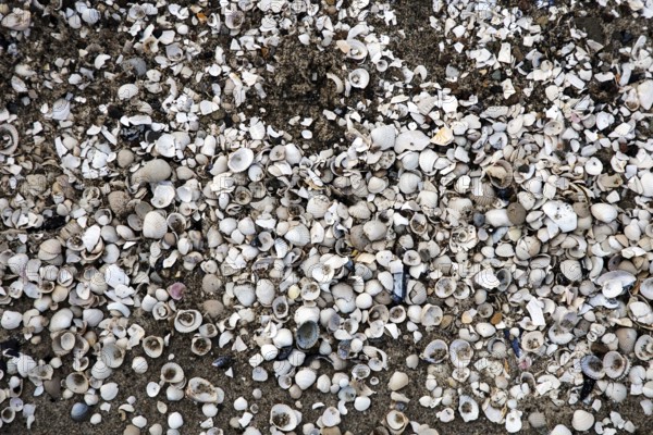 Mussel shells in the sand, Weststrand Darß, Baltic Sea, Fischland-Darß-Zingst, Western Pomerania