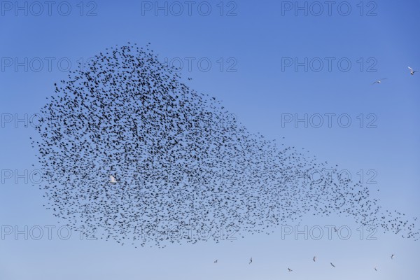 A flock of starlings (Sturnus vulgaris) as well as storm petrels (Larus canus) and black-headed