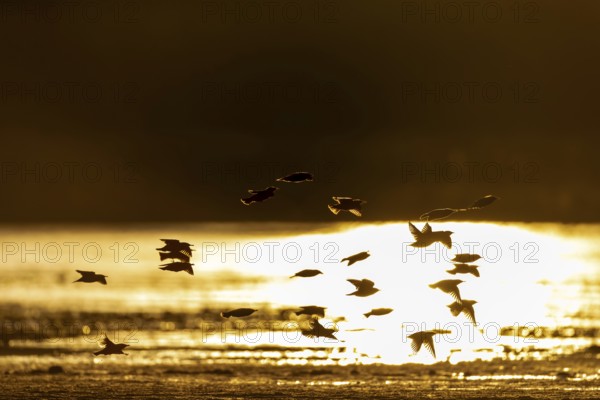 A small flock of starlings (Sturnus vulgaris), backlight, evening light, reflection, Germany