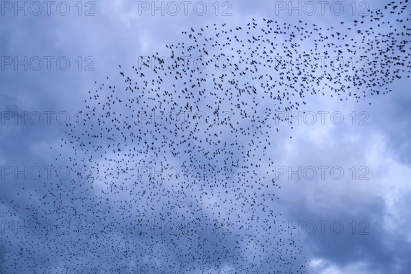 Starlings (Sturnus vulgaris) gather over the roost, autumn migration, spring migration, bird