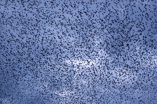 A sky full of starlings (Sturnus vulgaris), autumn migration, spring migration, bird migration,