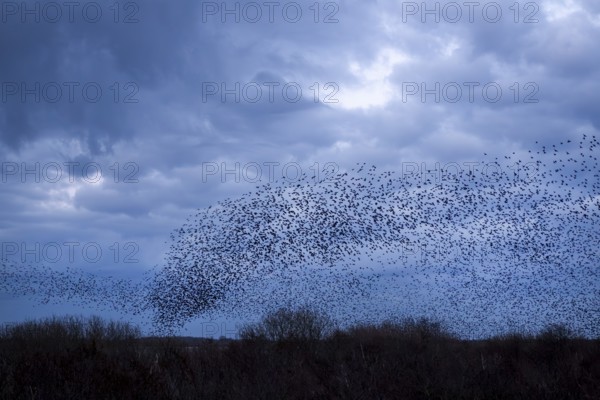 Starlings (Sturnus vulgaris) gather in a large flock on the North Sea coast, autumn migration,