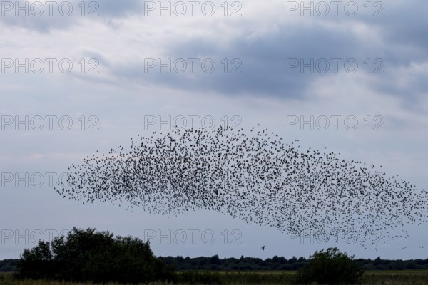 The sparrowhawk (Accipiter nisus) directly below the flock of starlings (Sturnus vulgaris) waiting