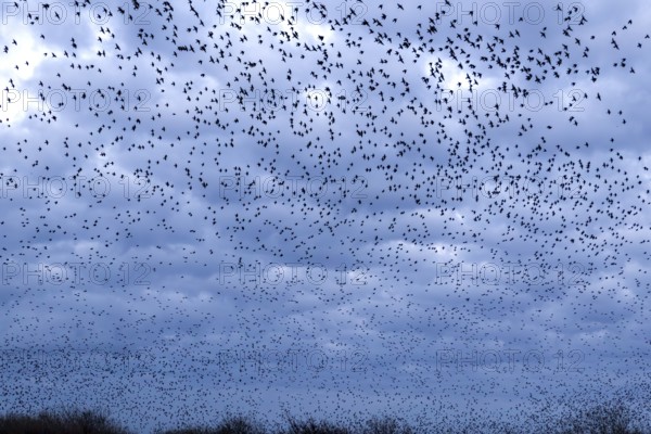 Starlings (Sturnus vulgaris) gather in a large flock on the German North Sea coast, autumn
