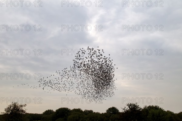 The flight formations of large flocks of starlings (Sturnus vulgaris) are a fascinating natural