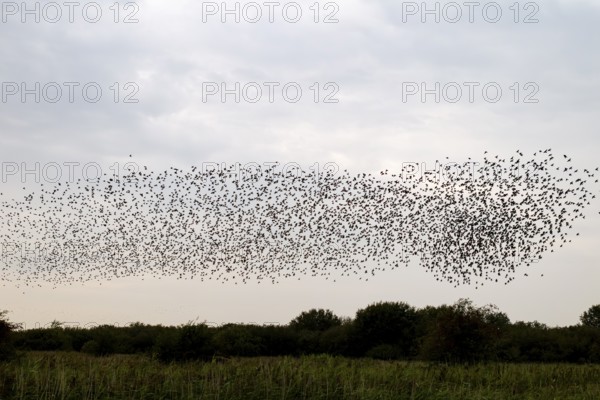 This flight formation of a flock of starlings (Sturnus vulgaris) resembles a comet, autumn
