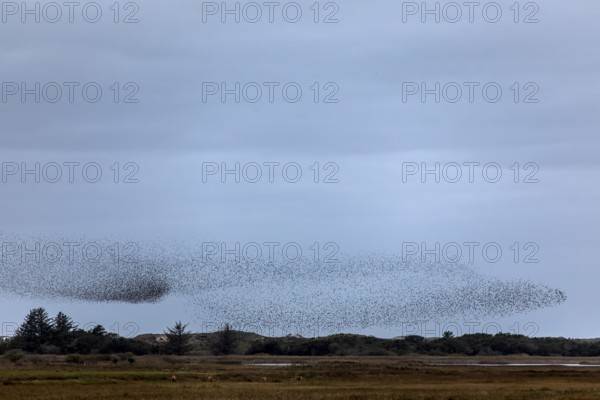 While a flock of starlings (Sturnus vulgaris) gathers above the roost, the red deer (Cervus