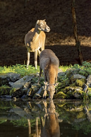European mouflon (Ovis gmelini musimon), female, mouflon, mouflon drinking water from pond on