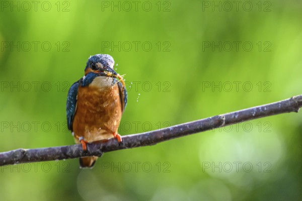 Male kingfisher (Alcedo atthis) with prey in his beak on a branch while water splashes around him,