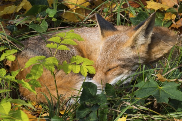 Red fox (Vulpes vulpes) lying peacefully curled up in the sun between grass (Poales) and leaves,