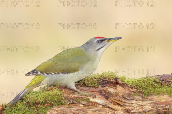 Grey-headed Woodpecker (Picus canus), Grasspecker or Pileated Woodpecker, male sitting on a