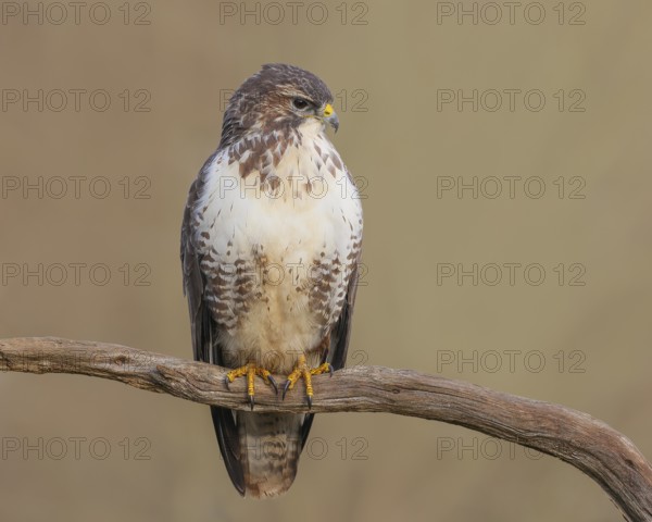 Buzzard (Buteo buteo) sitting attentively on a branch, wildlife, animals, birds, bird of prey,