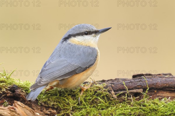 Nuthatch (Sitta europaea) on a moss-covered root, wildlife, nature photography, Neunkirchen,