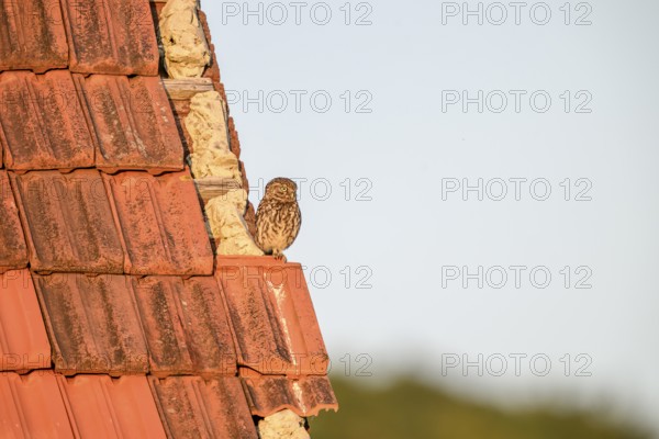 Little owl (Athene noctua) adult adult bird sitting on the edge of a tiled roof of a building and