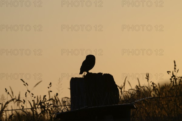 A tranquil bird silhouette stonecrop (Athene noctua) at sunset on a post with grass, owl in shadow