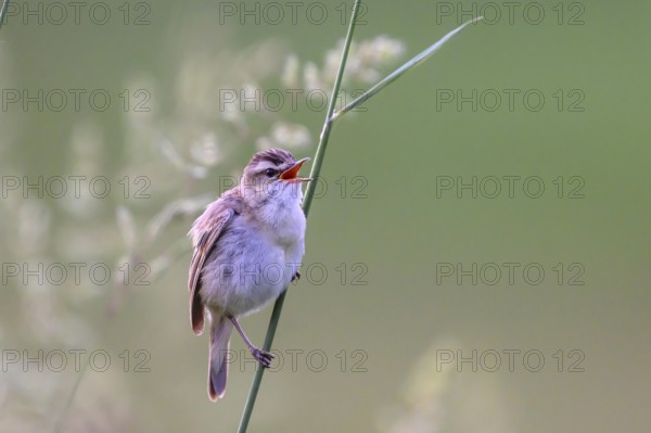 Reed warbler (Acrocephalus schoenobaenus) sitting on a reed in a natural environment,
