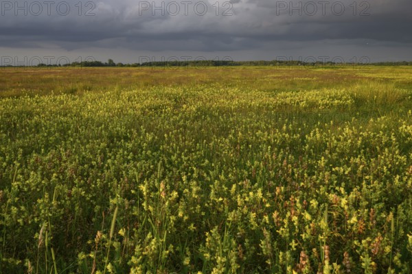Wet meadow with flowering rattle pot (Rhinanthus spec.) in warm light under a partly cloudy sky,