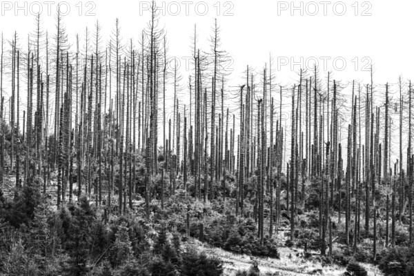 Dead trees Mountain spruce forest deaths in the Harz Mountains, Braunlage, Harz, Lower Saxony,