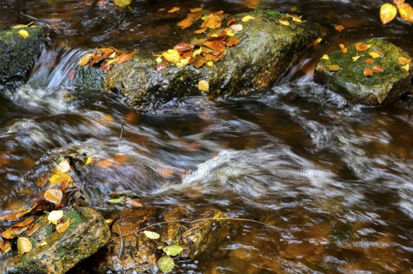 River Bode flows over smooth-cut rocks with colorful autumn leaves, autumn colors in the Bodetal