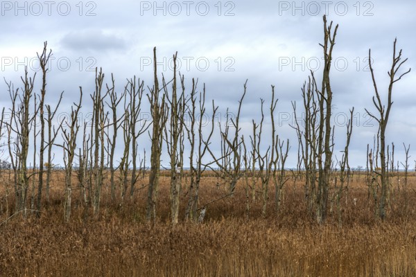Dead trees, Osterwald, Zingst, Fischland-Darß-Zingst, Western Pomerania Lagoon Area National Park,