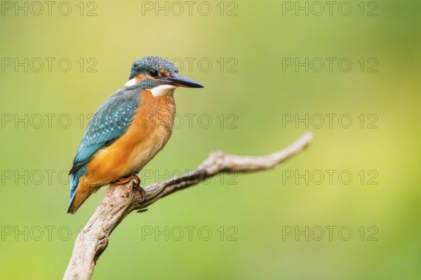 Common kingfisher (Alcedo atthis) sitting on an old wooden branch in late summer, wildife, Bavaria,