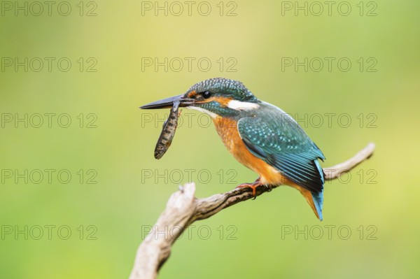 Common kingfisher (Alcedo atthis) sitting on an old wooden branch eating his fresh cought fish in