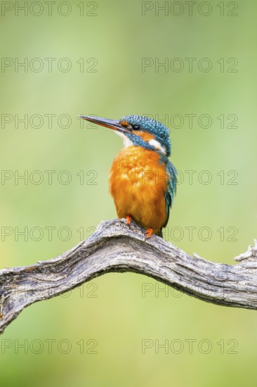 Common kingfisher (Alcedo atthis) sitting on an old wooden branch in late summer, wildife, Bavaria,